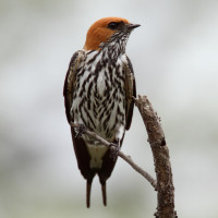 Lesser Striped Swallow